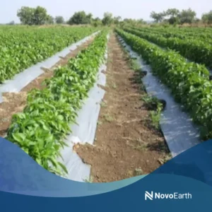 Polylactic acid biodegradable polymer packaging products