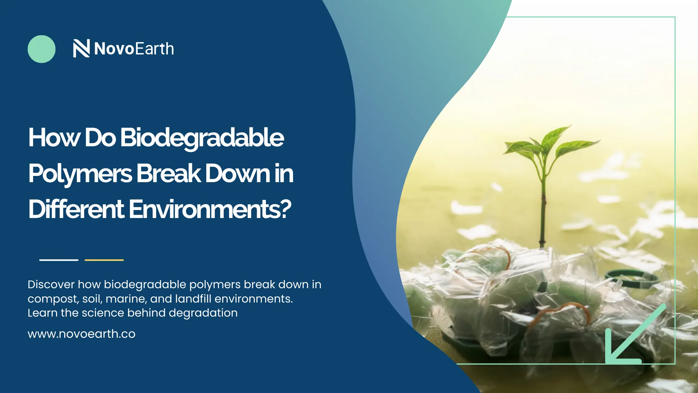 Banner image showing biodegradable plastic breaking down with a plant growing from plastic waste, illustrating how biodegradable polymers decompose in different environments.